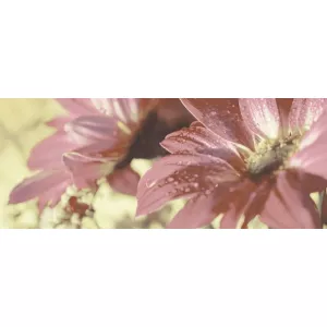 Декор Керамин Сиерра 3С Цветы Тип 1 Розовый 20х50
